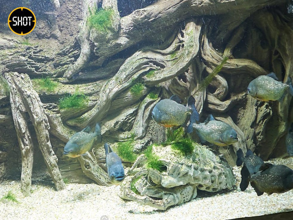 Пострадали несколько видов рыб 