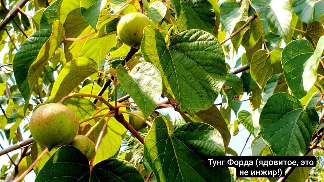 Ложная земляника и другие опасные плоды: в Сочи созревает то, что нельзя есть и даже прикасаться
