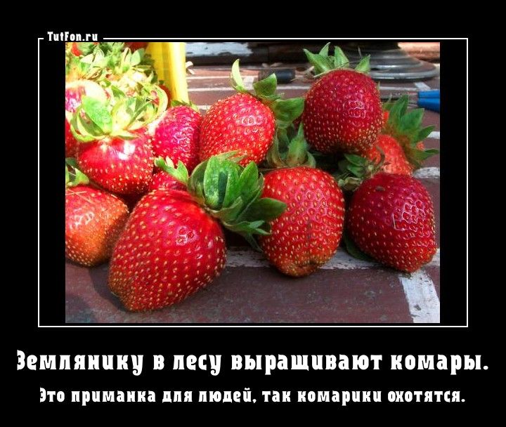 Прикольные картинки про клубнику