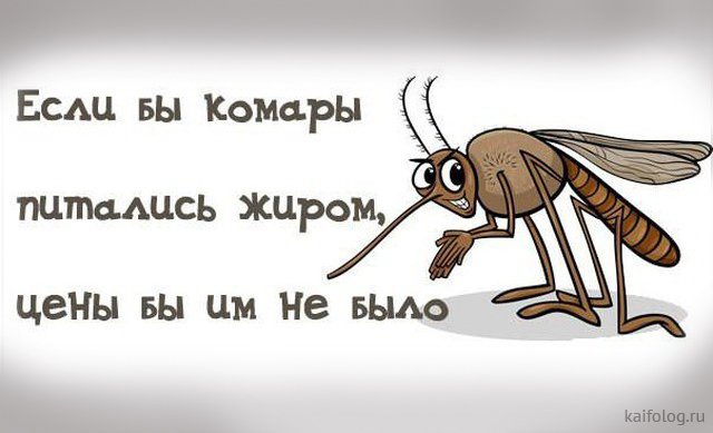 Борьба с комарами в квартире развивает слух, внимание, ловкость и паранойю: анекдоты дня