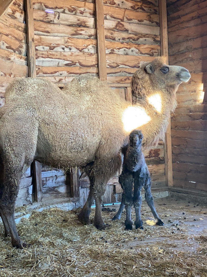 В Новороссийске Верка родила альпаченка, а Жанна - верблюженка