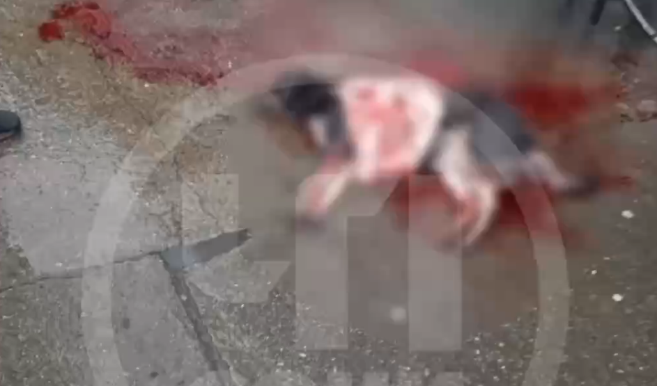 На рынке в Сочи приезжий жестоко искромсал собаку косой