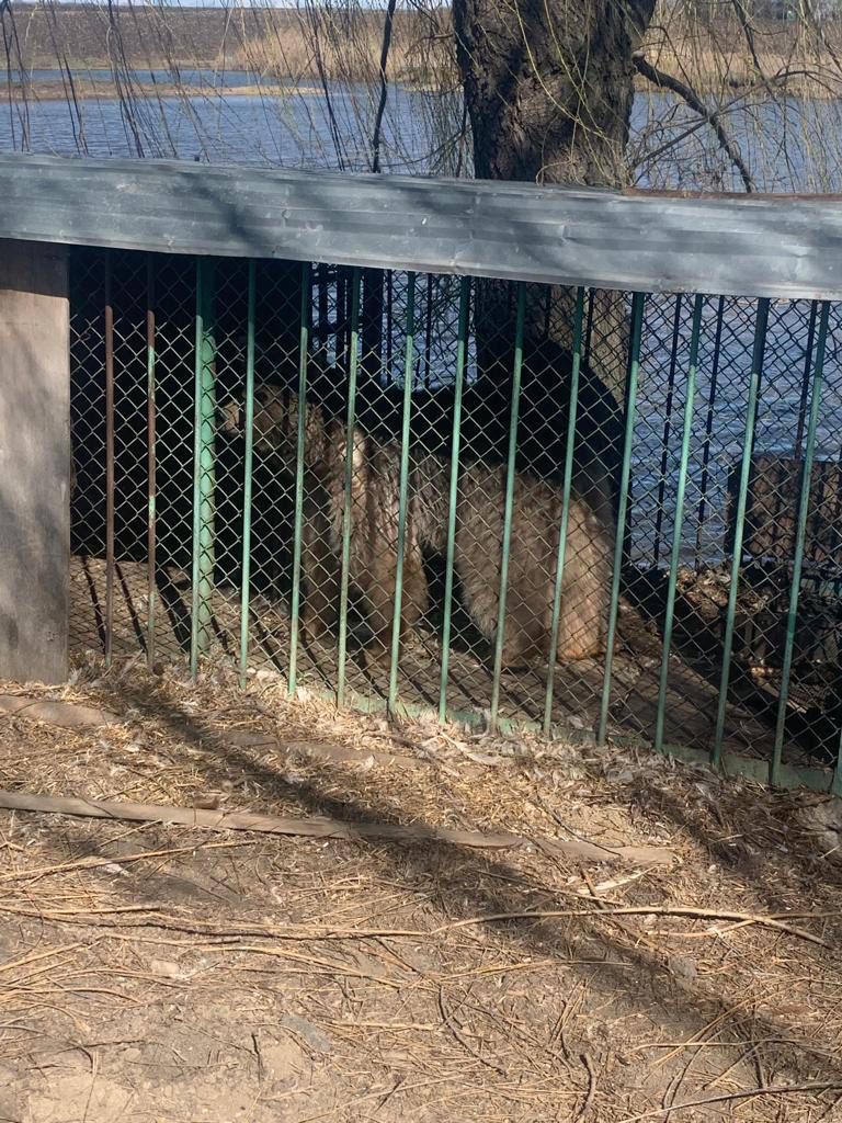 Медведь, лев и коршун: житель Кубани обустроил незаконный зоопарк