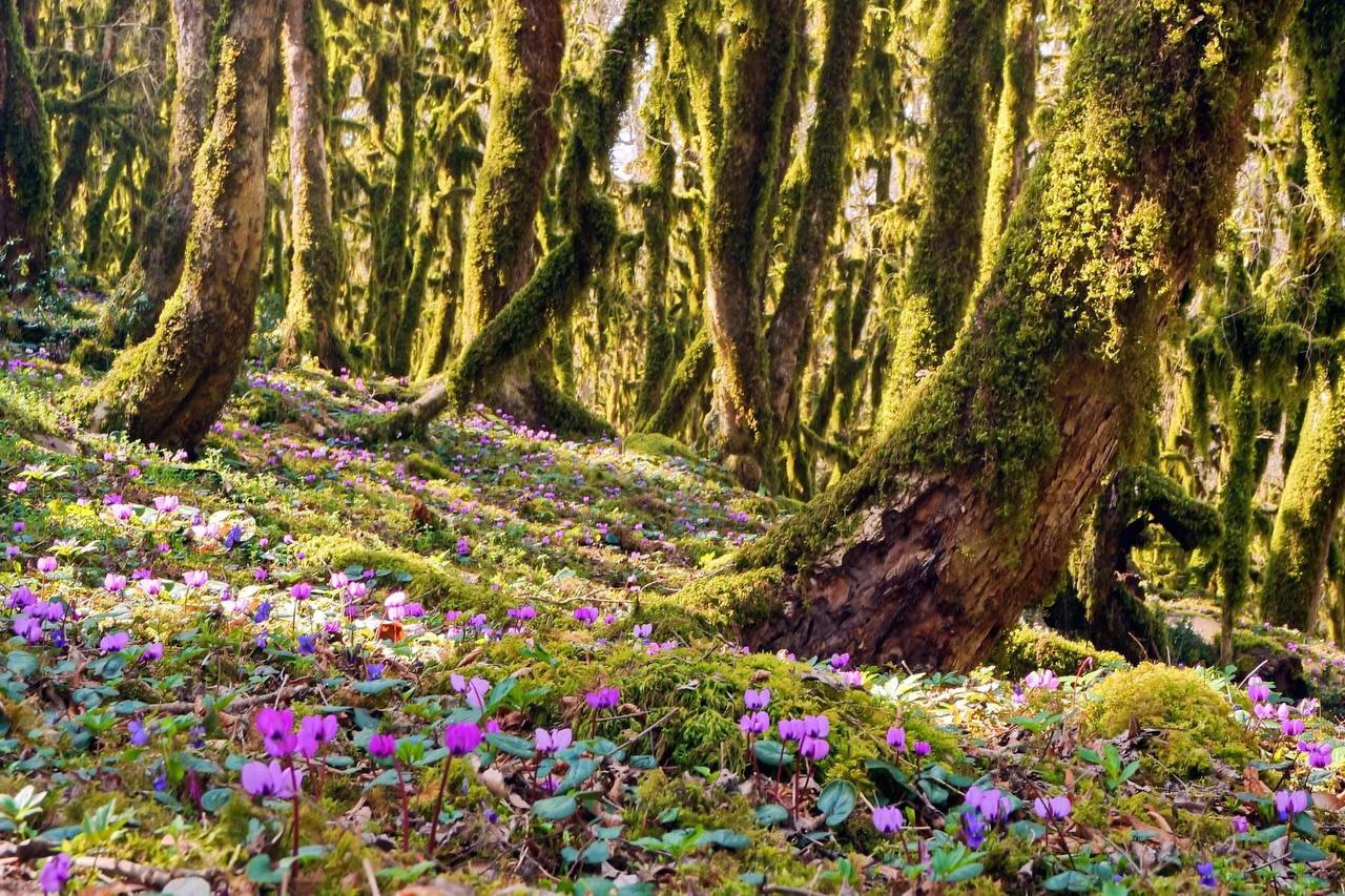 Фото: t.me/npsochi_official