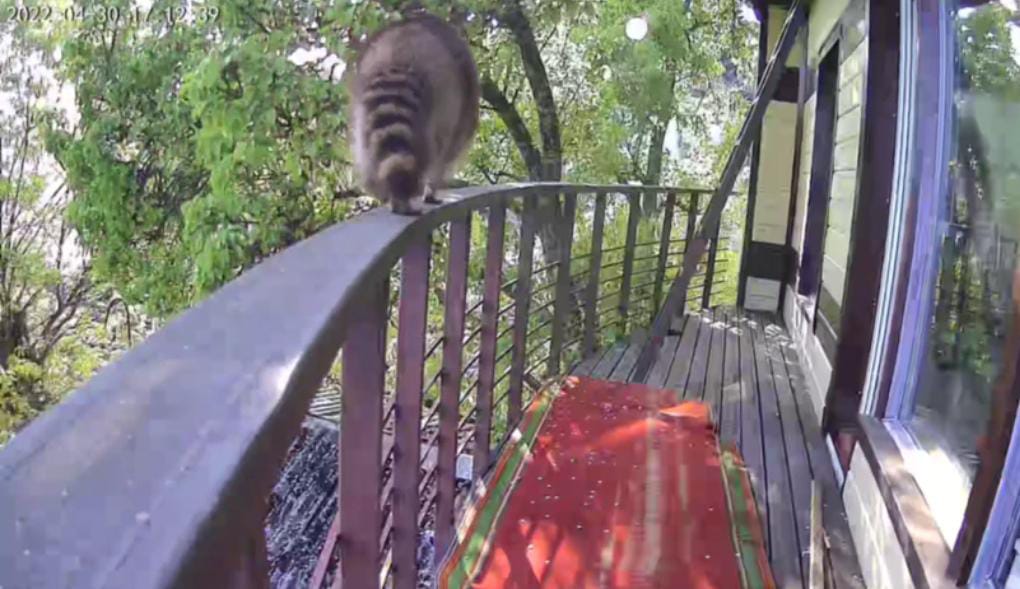 скриншот видео