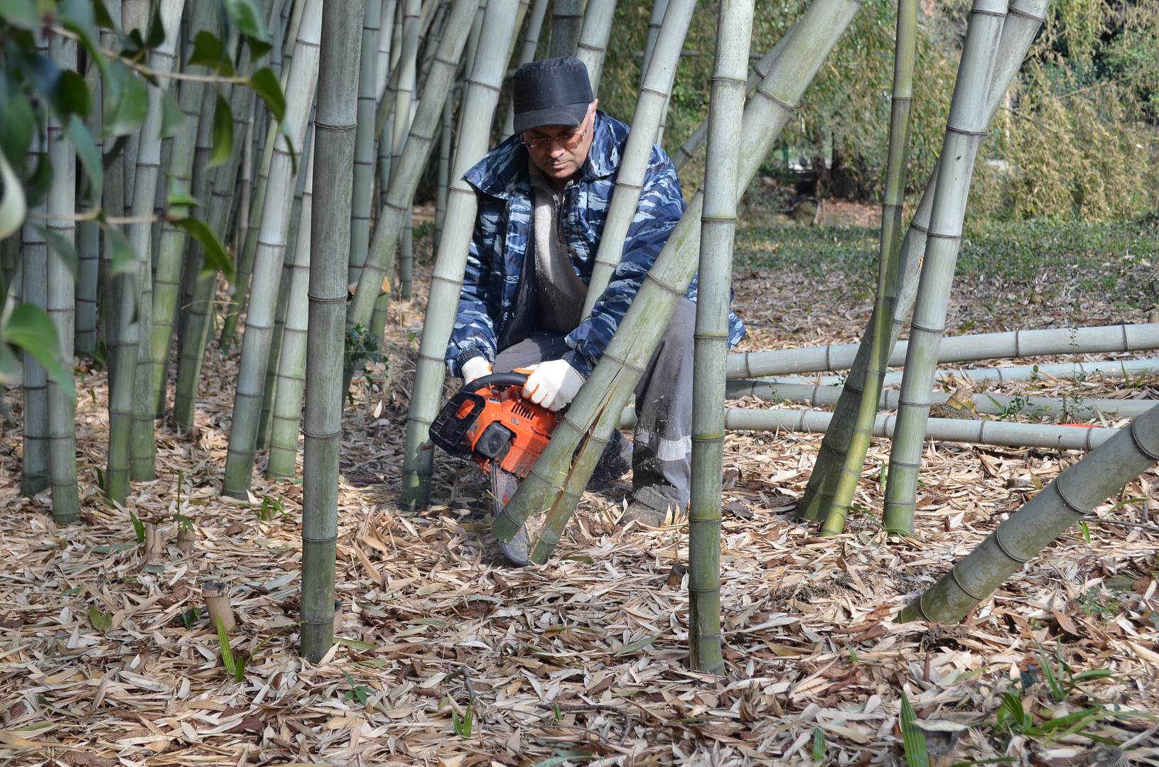 Должен умереть: в дендрарии Сочи погибает бамбук