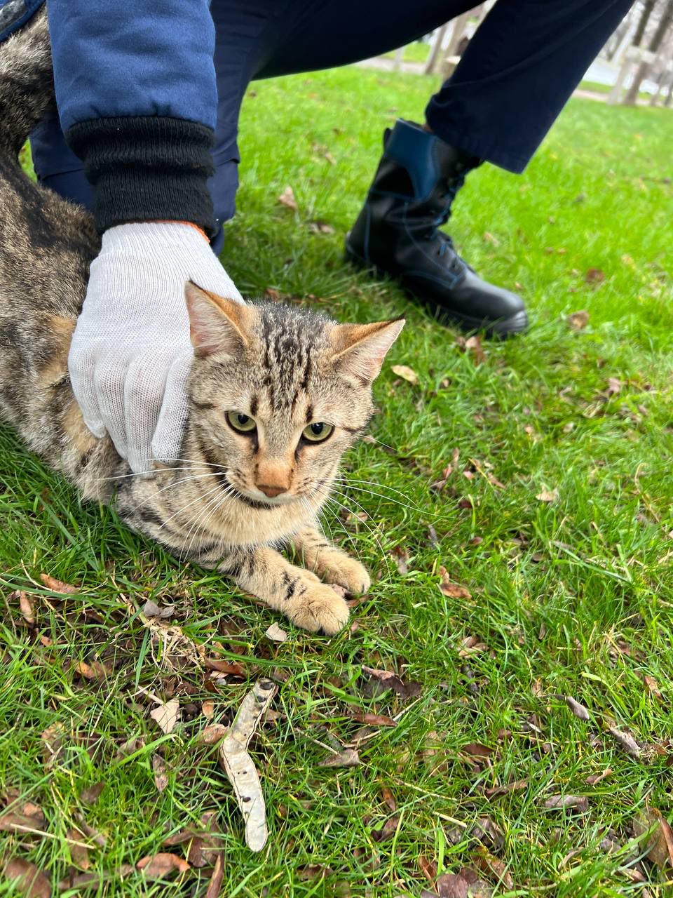 В Новороссийске кот стал рекордсменом и постоянным клиентом спасателей