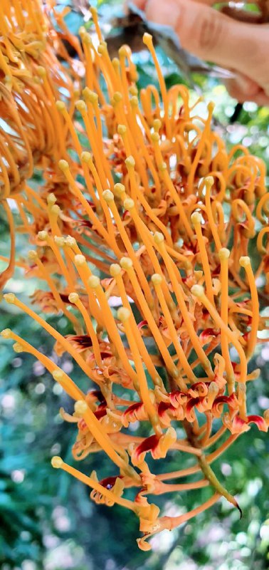  Дерево, существовавшее до динозавров, зацвело в Сочи