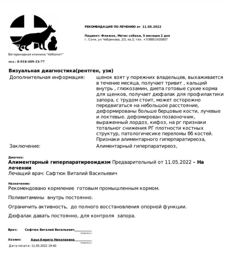 Жительница Сочи заморила щенков до полусмерти, чтобы вывести новую породу ВИДЕО