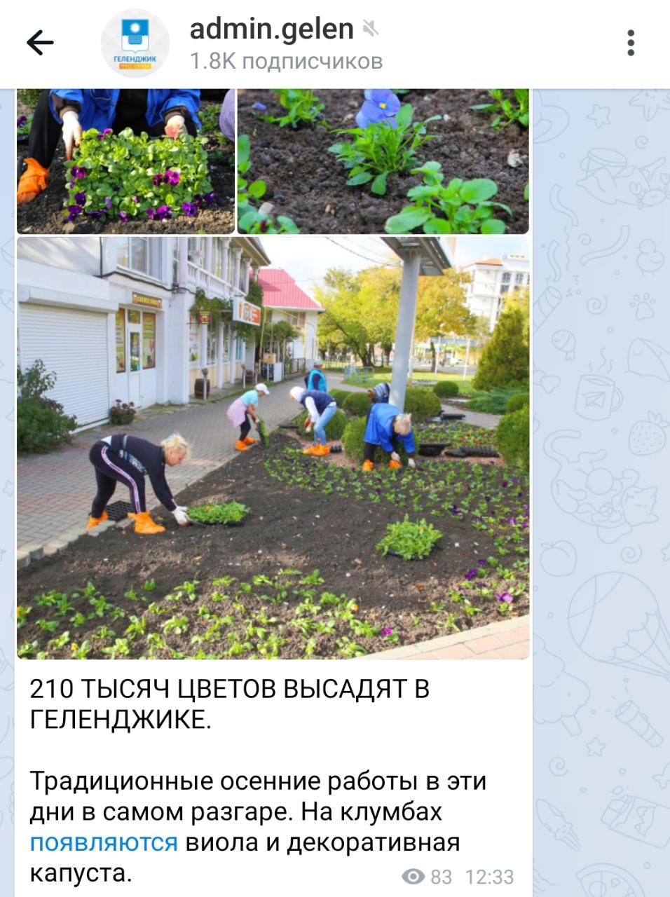 Власти Геленджика сообщили о высадке капусты и луковичных на клумбах