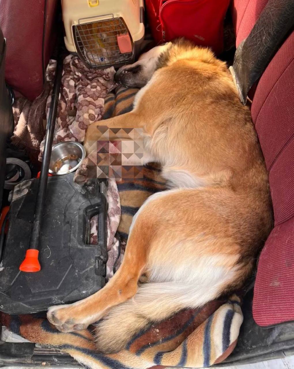 Живодёры в Краснодарском крае