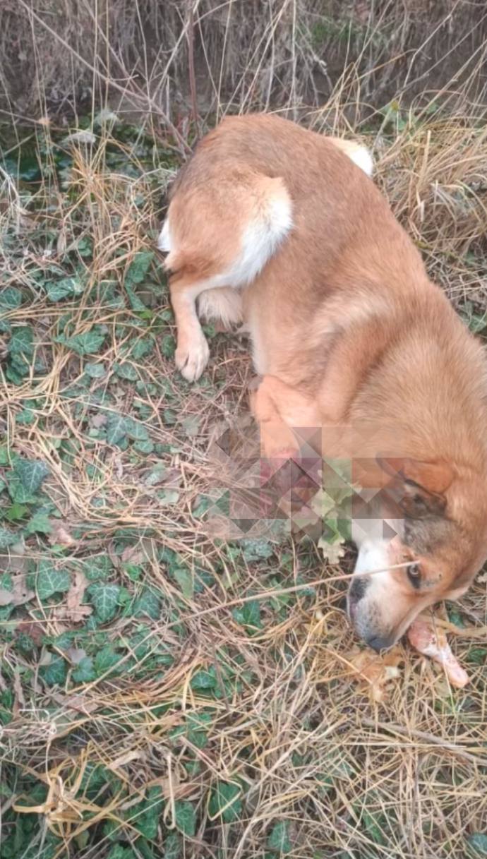 Живодёры в Краснодарском крае