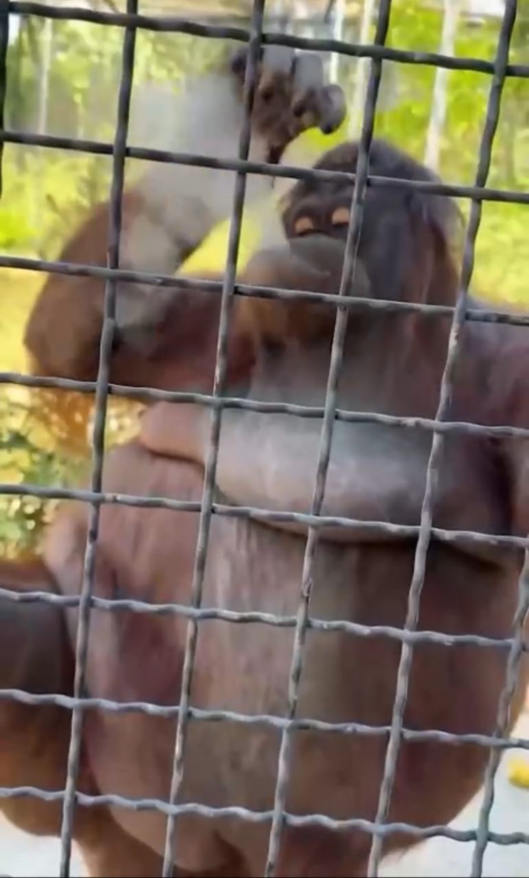 Кубанская спортсменка дала прикурить орангутангу 