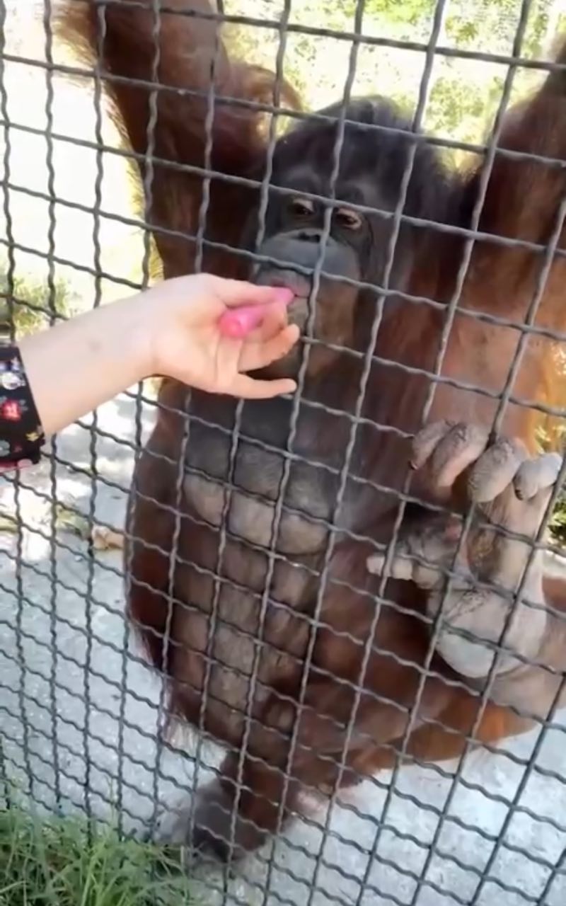 Кубанская спортсменка дала прикурить орангутангу 