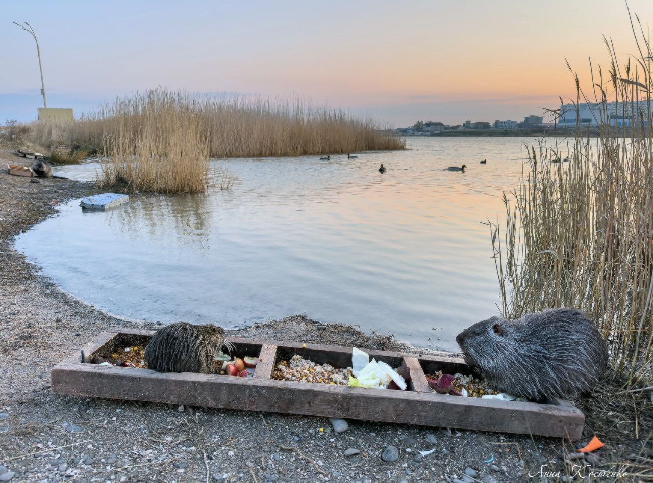Нутрии в Новороссийске