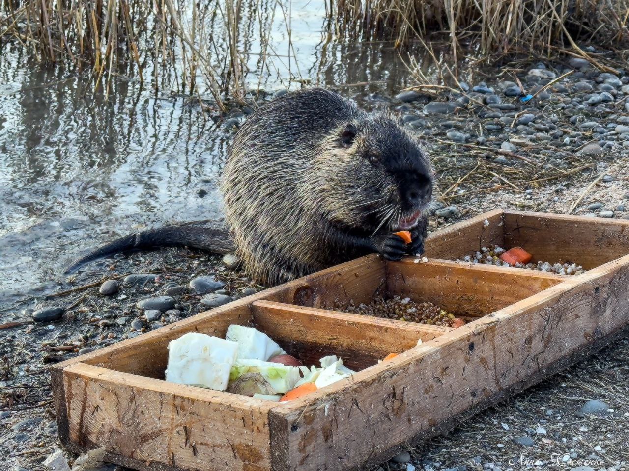 Нутрии в Новороссийске