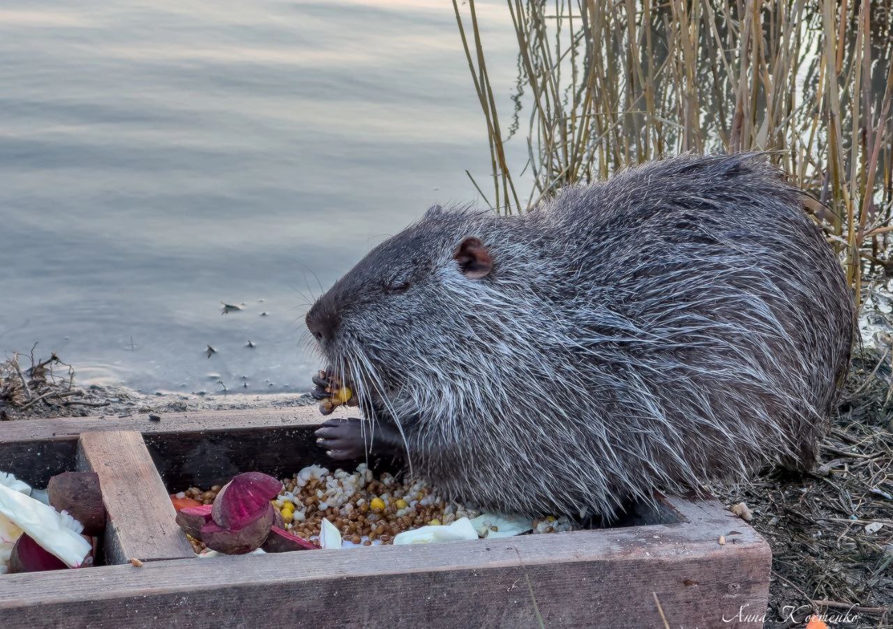 Нутрии в Суджукской лагуне