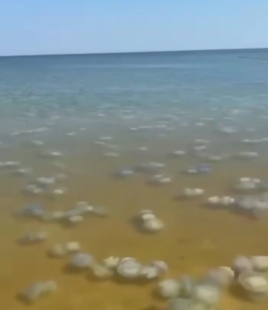 Медузы в Азовском море