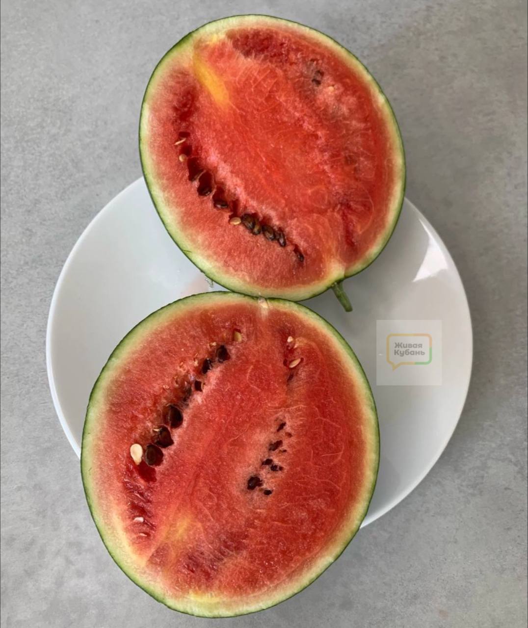 Как вырастить арбуз в квартире