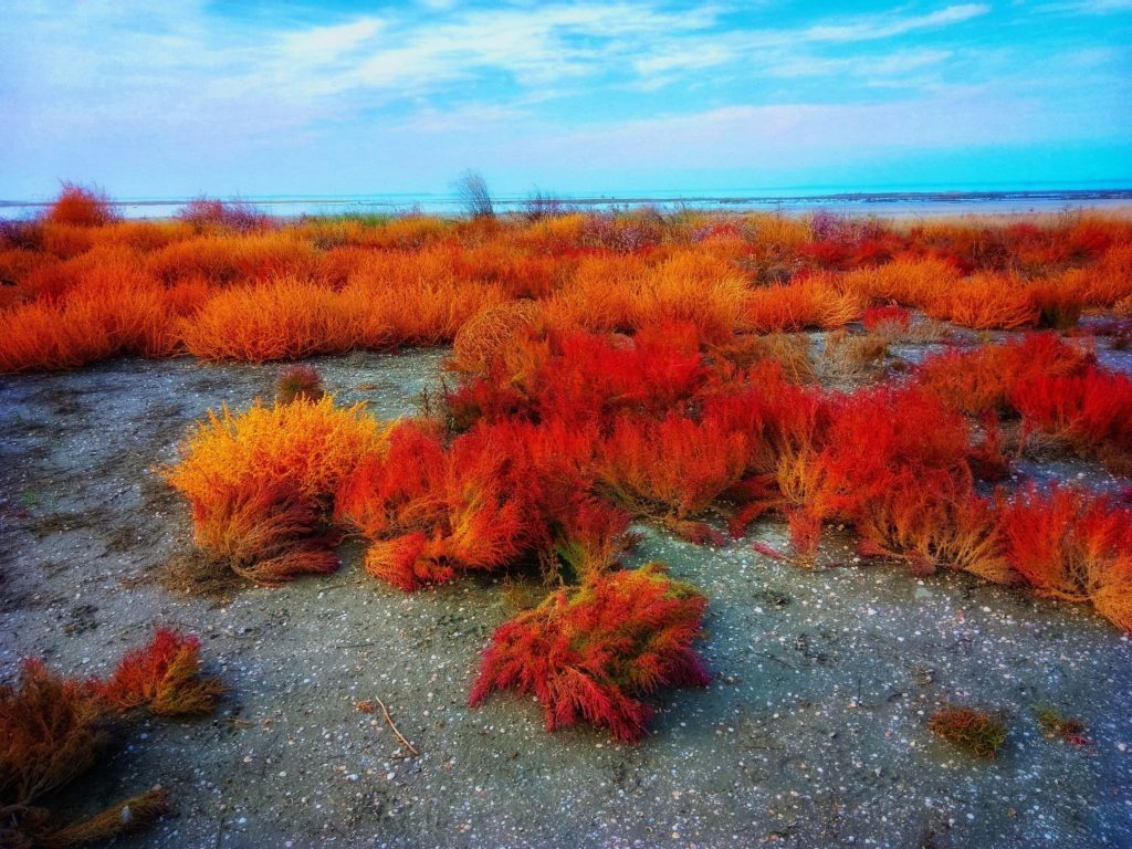 Под Анапой туристы обнаружили поля с марсианскими пейзажами