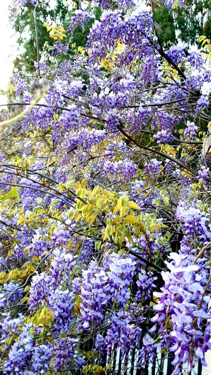 Ядовитая лиана зацвела в Сочи