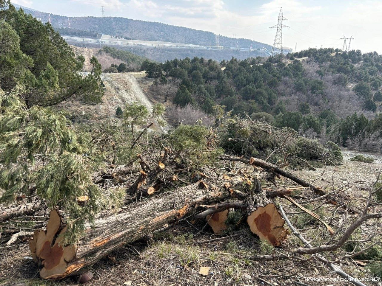 В Новороссийске вырубают краснокнижные деревья