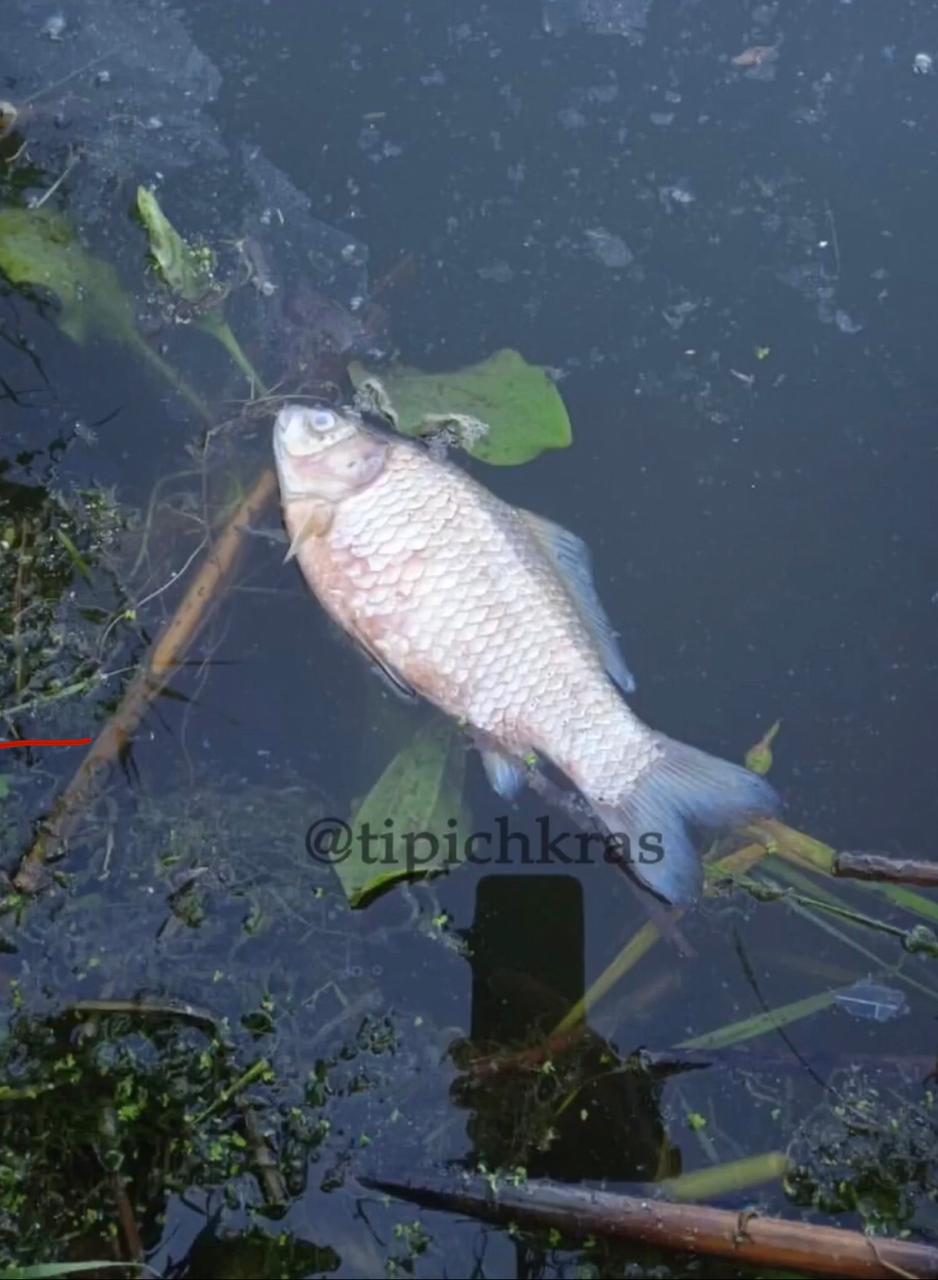 На Карасунах жители Краснодара обнаружили мертвую рыбу ВИДЕО