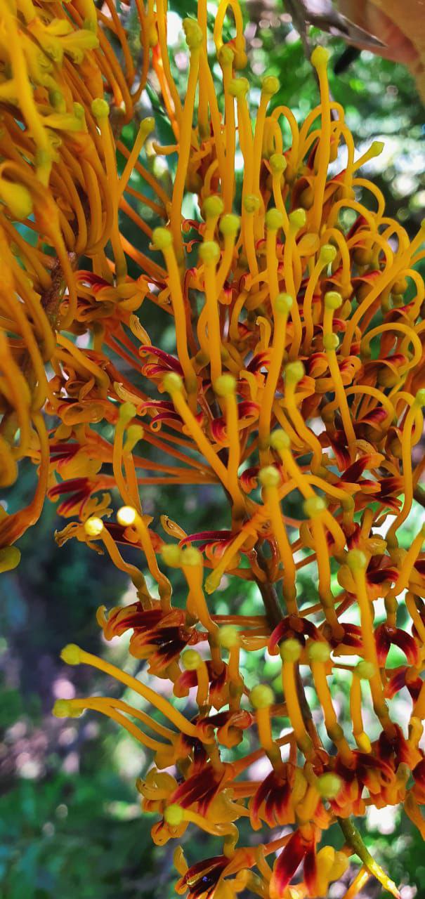  Дерево, существовавшее до динозавров, зацвело в Сочи