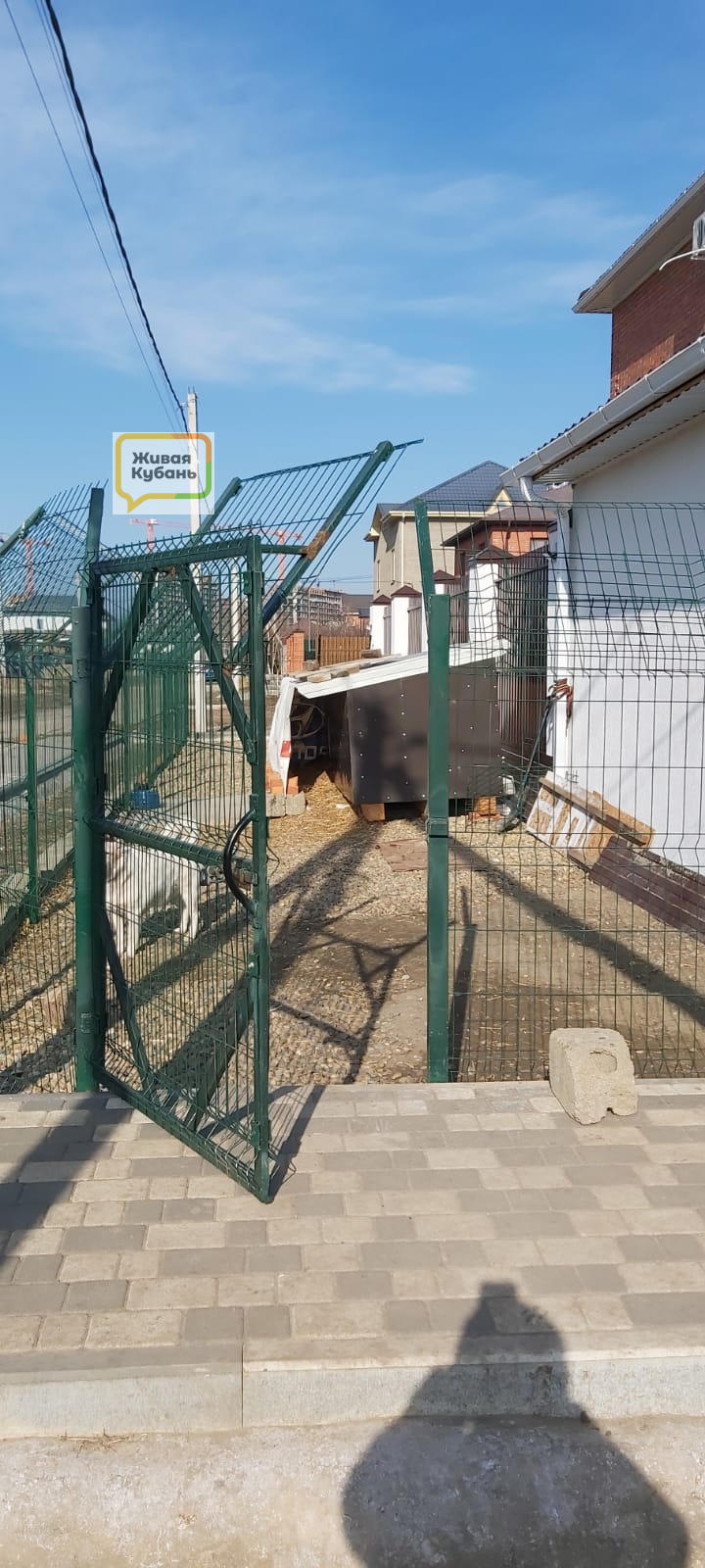собаки