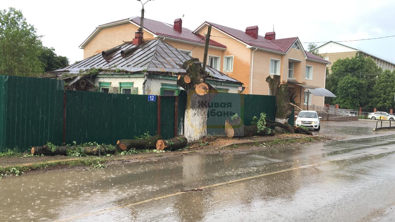 На Кубани в станице Северской варварски спилили дубы