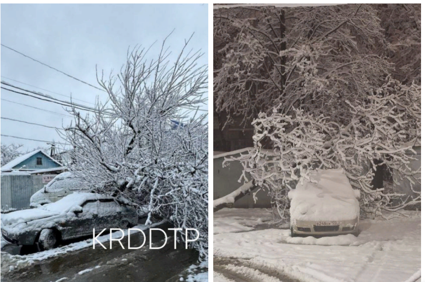 Падают деревья и провисают провода под тяжестью мокрого снега в Краснодаре