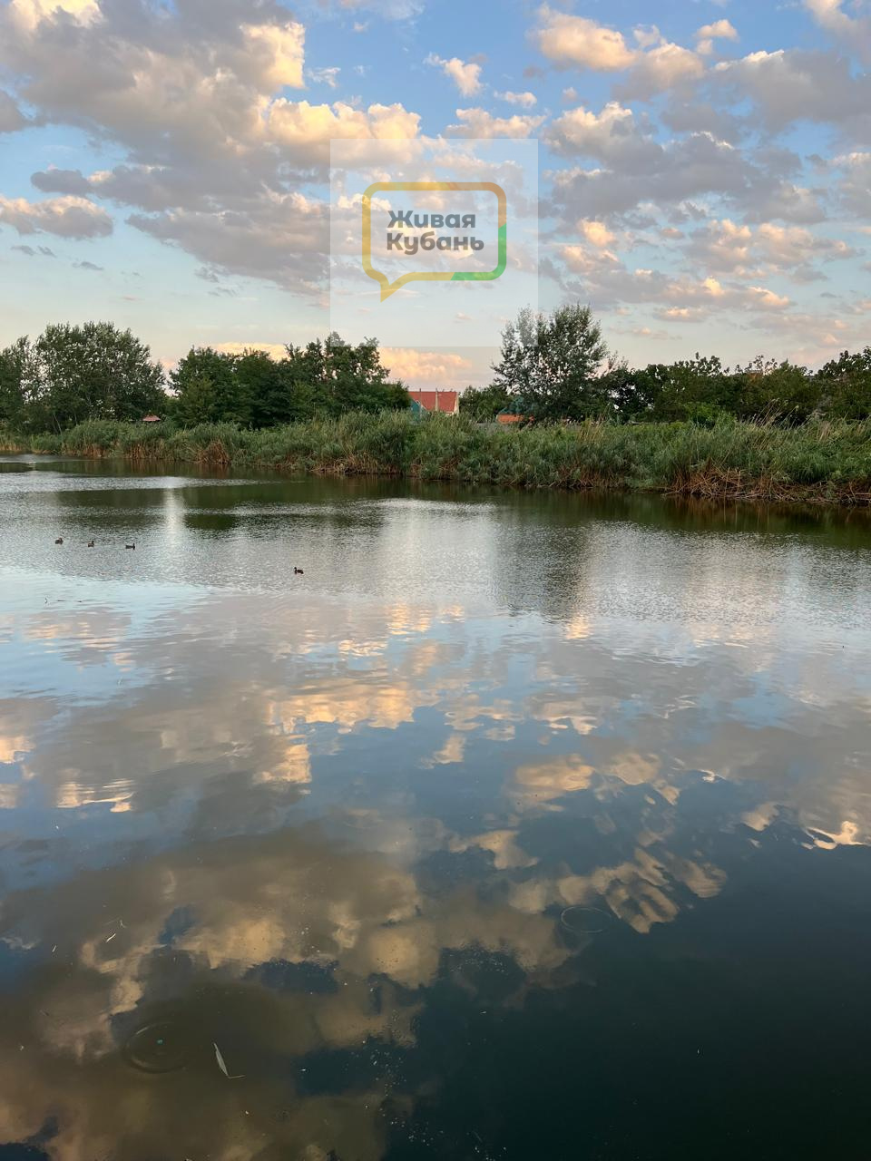 Живая кубань