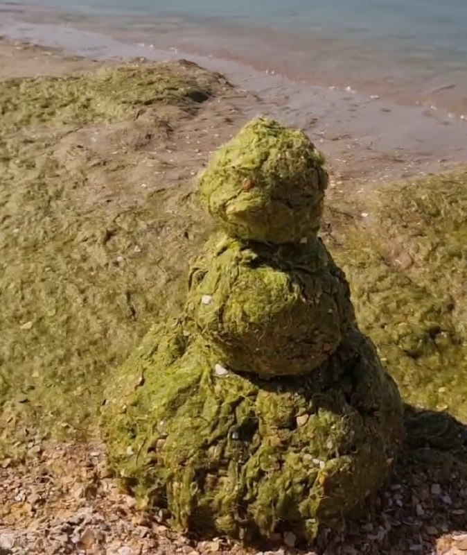 В Анапе туристы придумали, как использовать водоросли из моря ВИДЕО