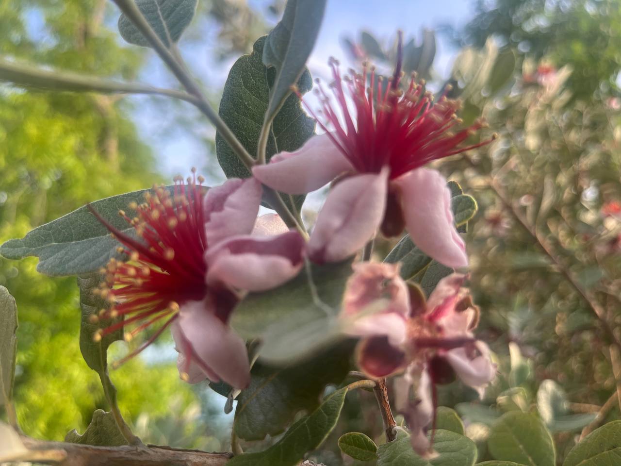 В Сочи кустарники фейхоа покрылись крупными цветами