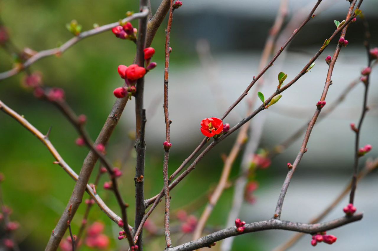 В парке Галицкого в Краснодаре необычные растения покрылись ярко-красными цветами