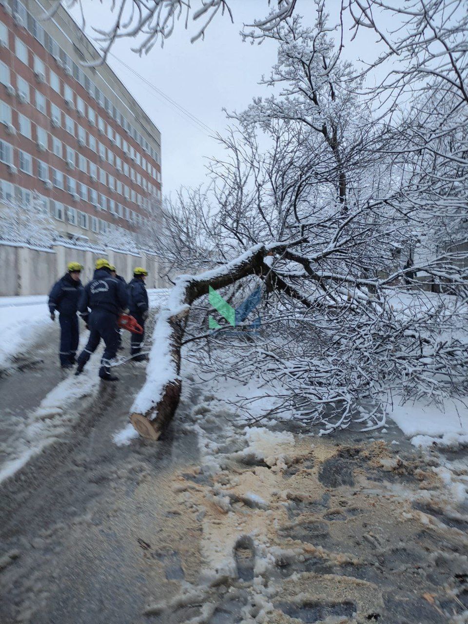 Падают деревья и провисают провода под тяжестью мокрого снега в Краснодаре