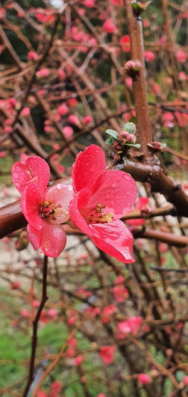 «Розовая леди»: цветы растения с очень острыми шипами распустились в Сочи