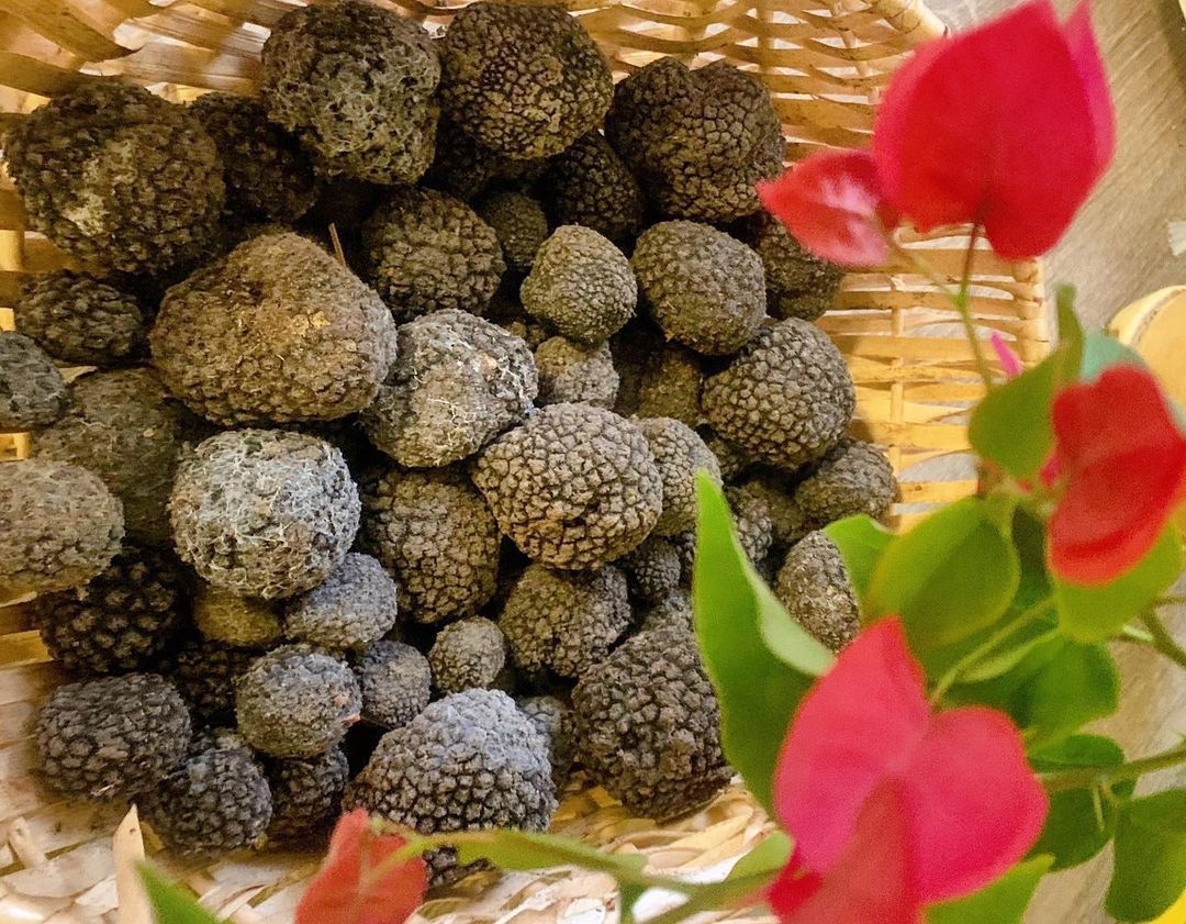 Жительница Геленджика собирает в лесу целые корзины трюфелей ВИДЕО