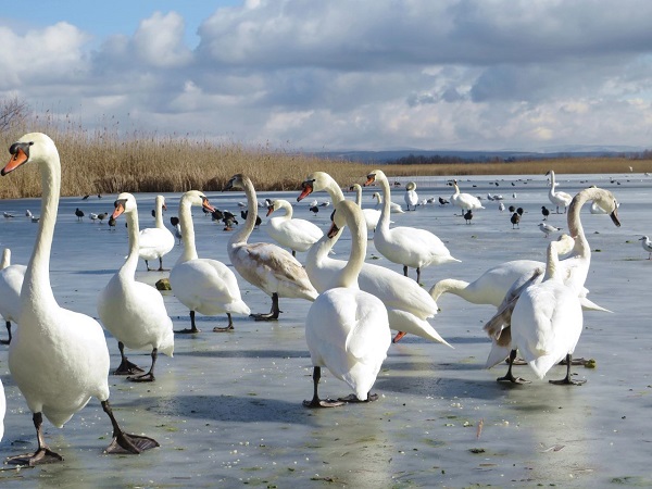 Лебеди, прилетевшие зимовать в Анапу, живут на замерзших лиманах