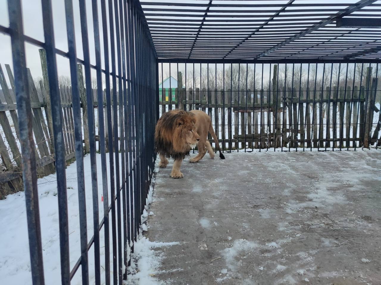 Спасенного в Анапе льва увезли в Старооскольский зоопарк