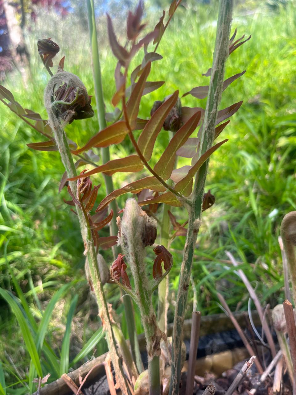 В Сочи пустил побеги редчайший папоротник, который существовал во времена динозавров