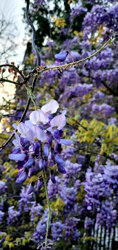 Ядовитая лиана зацвела в Сочи