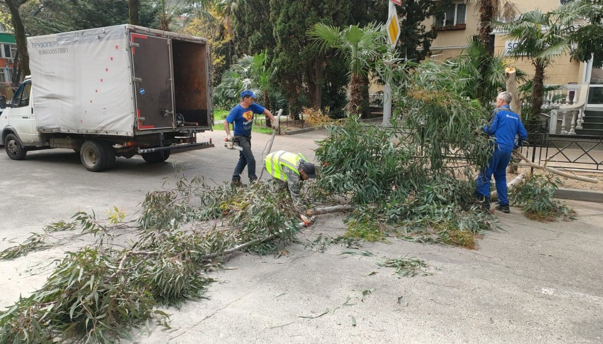 В Сочи коммунальщики вырубают огромные деревья