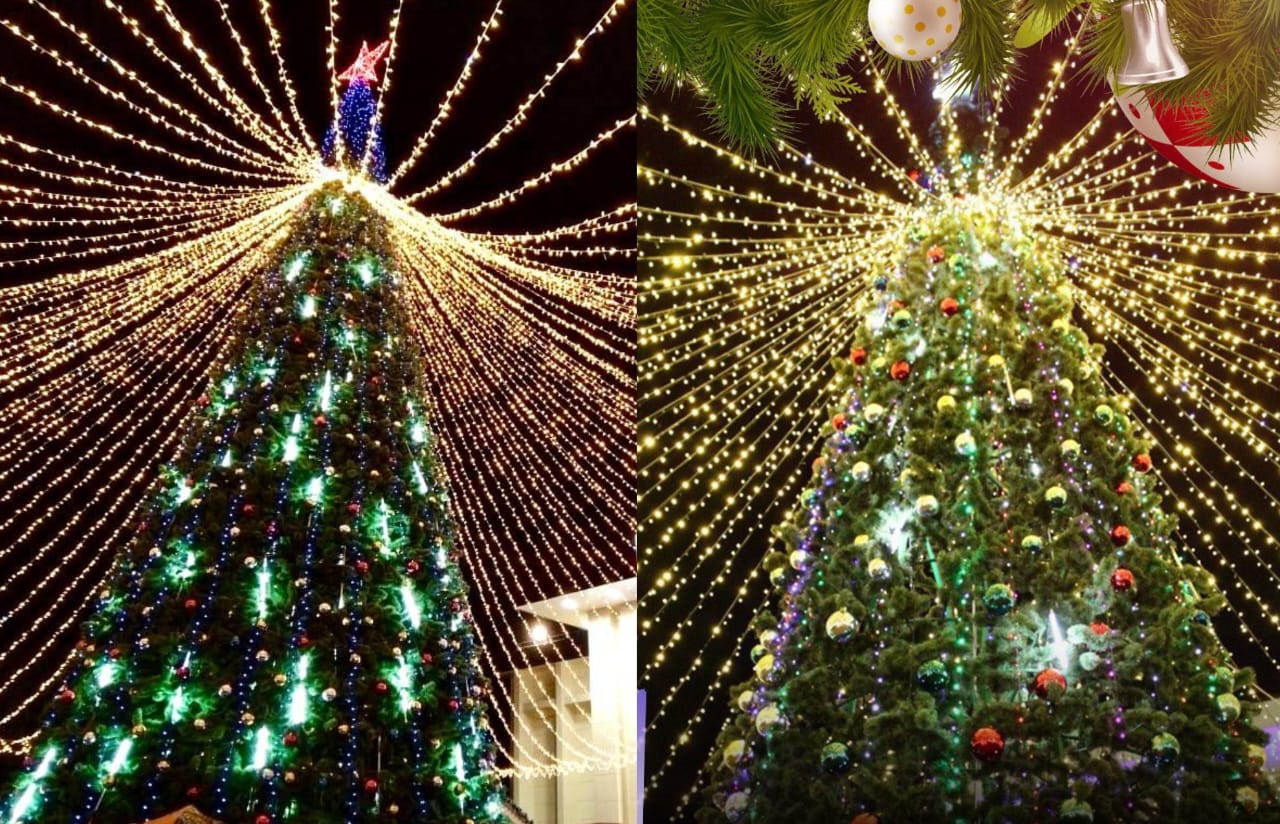 Елки из Кропоткина и Кореновска (с лева на право)