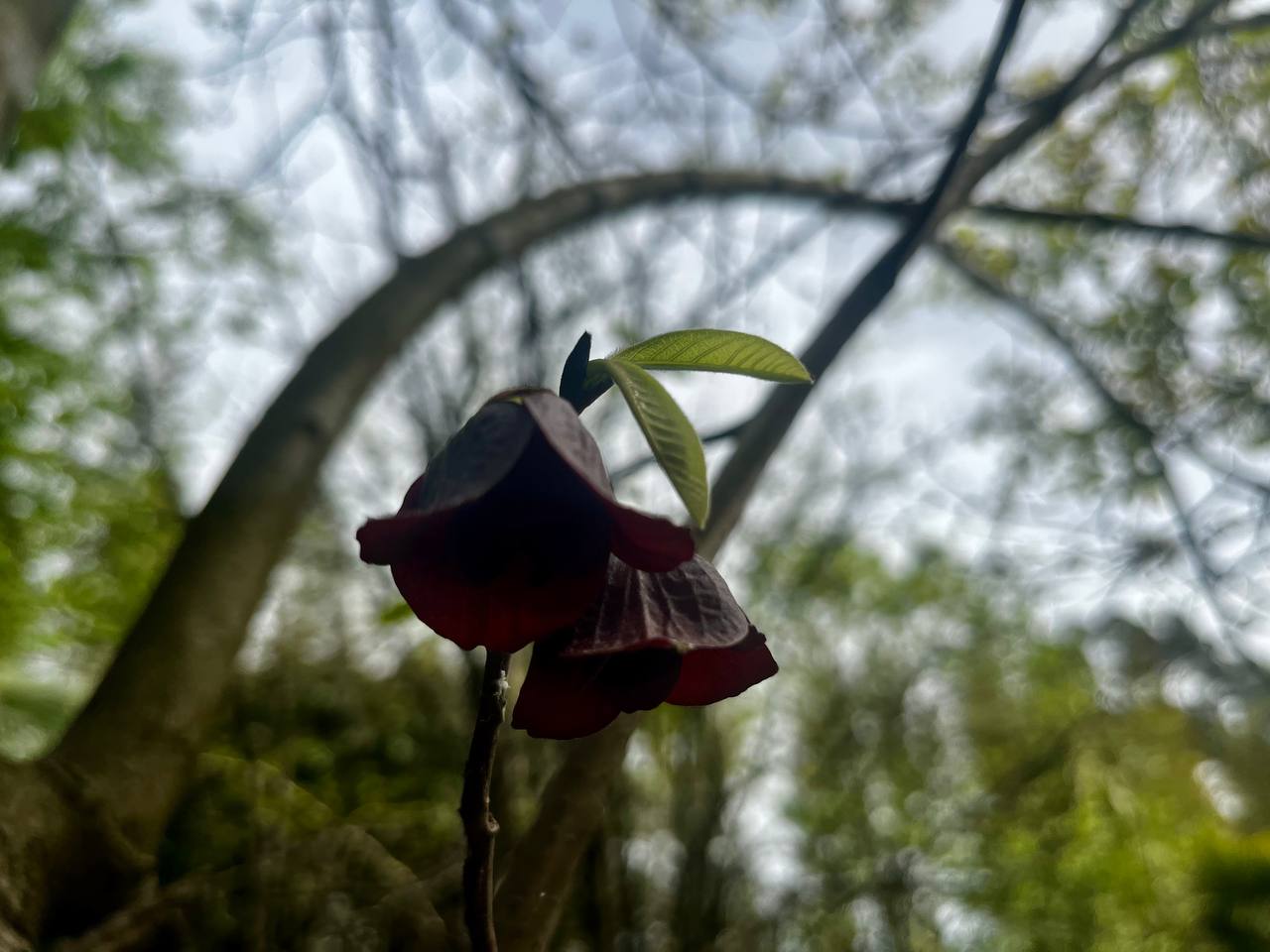 Дерево покрылось черными цветами в Сочи
