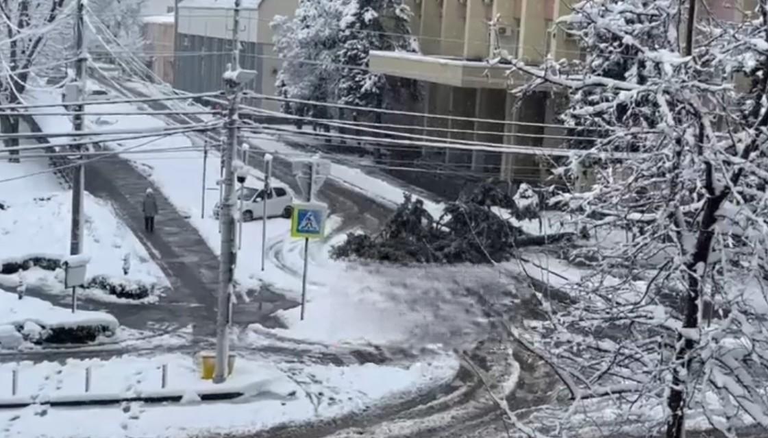 Падают деревья и провисают провода под тяжестью мокрого снега в Краснодаре