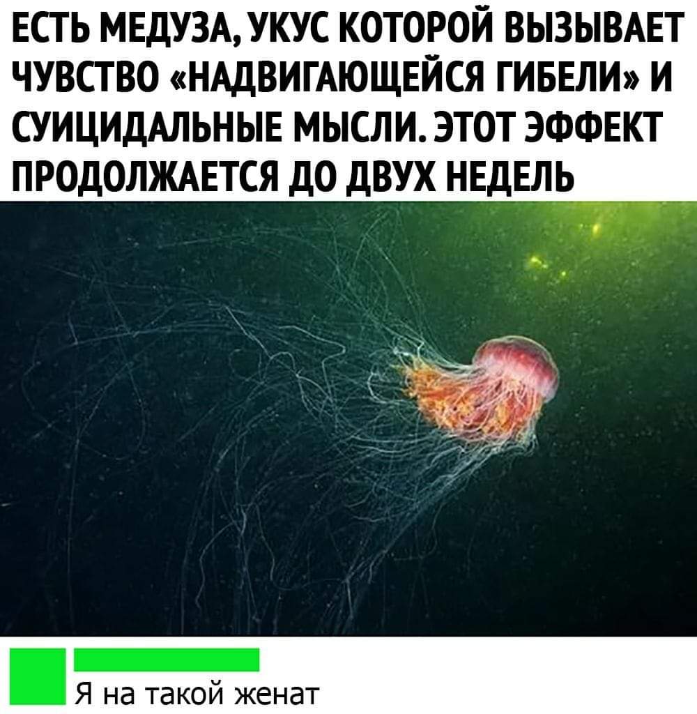 Турист из Сибири установил один из мировых рекордов в плавании, приняв пакет за огромную медузу: анекдоты дня