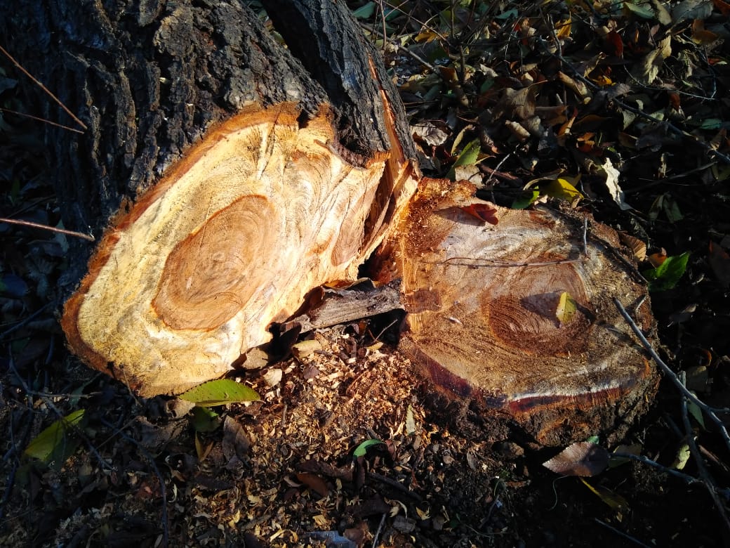 На жителя Кубани завели уголовное дело за спиленные деревья 