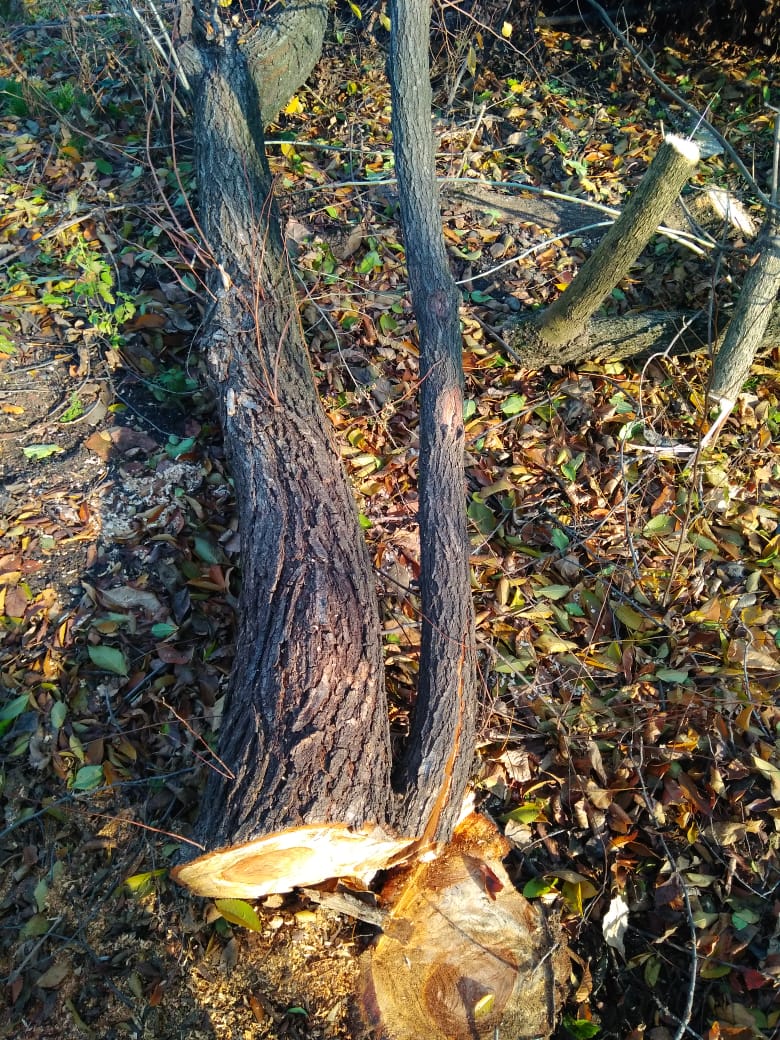 На жителя Кубани завели уголовное дело за спиленные деревья 