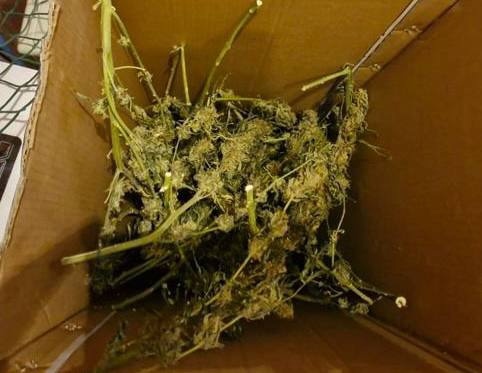 Мужчина готовил марихуану из выращенной на даче конопли